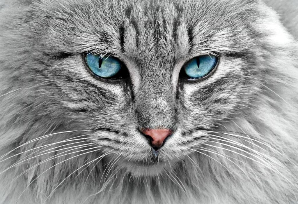 Nahaufnahme der Ohren einer aufmerksamen Katze