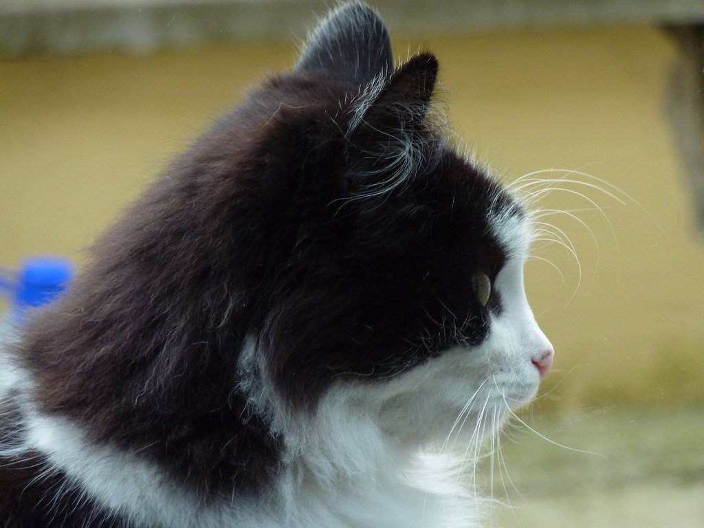 Abschied von einer Katze: Trauer, Entscheidungen und Erinnerung