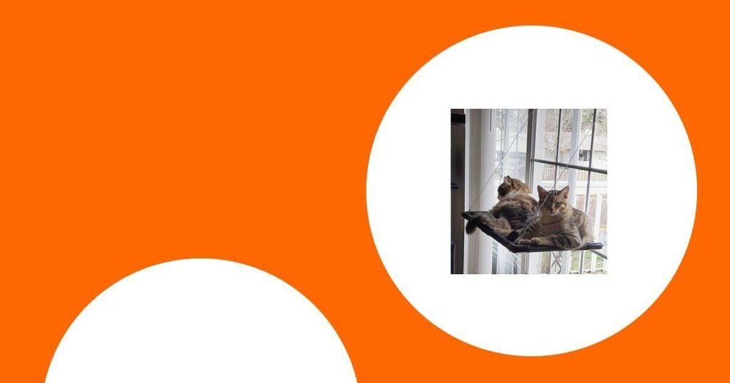 Die besten Hängematten für Katzen im Vergleich