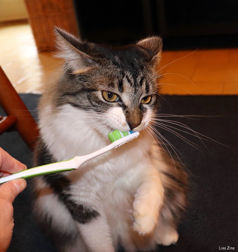 Katze öffnet das Maul und zeigt ihre Zähne
