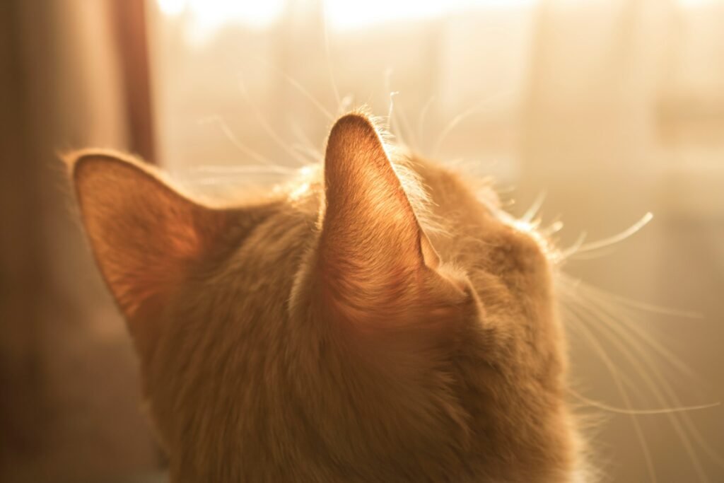 photo of orange tabby cat looking at window
